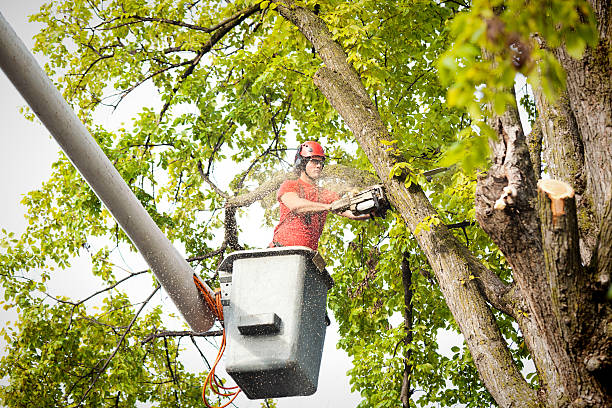 Best Tree Cabling and Bracing  in Frederick, OK