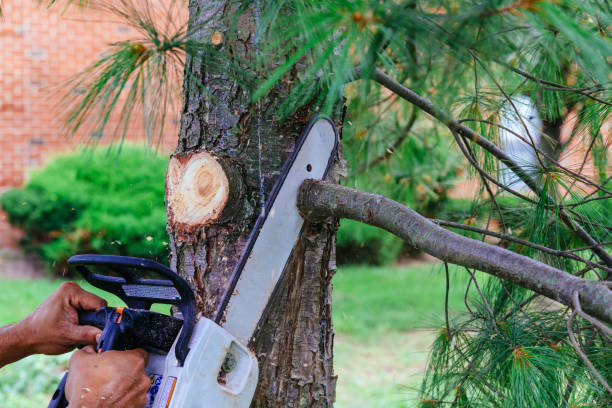 Best Arborist Consultation Services  in Frederick, OK